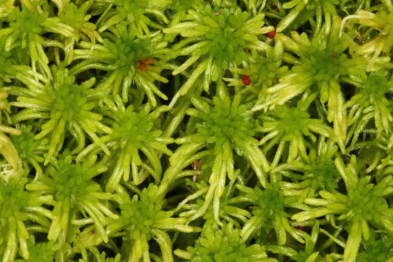 Sphagnum fallax